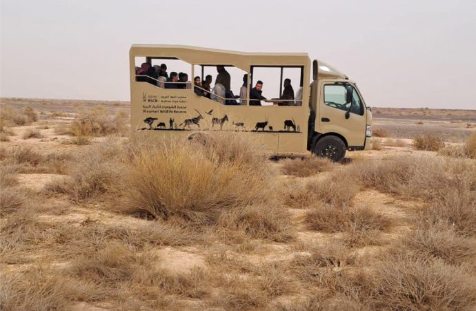 الملكية لحماية الطبيعة تطلق تجربة سفاري بحافلات جديدة في محمية الشومري
