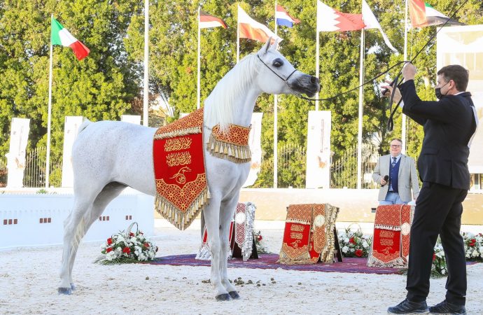 زايد آل نهيان – بطولة ابو ظبي الدولية لجمال الخيل ترسخ المكانة المرموقة للإمارات عالميا