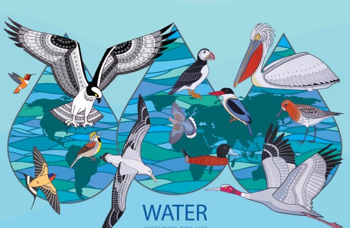 بالمياه، استدامة لحياة الطيور .. شعار العام الحالي للاحتفال بالطيور المهاجرة