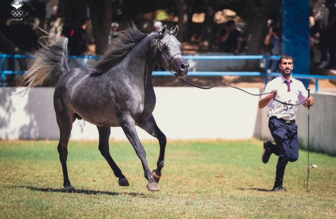 ختام بطولة الشرق الأوسط لجمال الخيول العربية الأصيلة