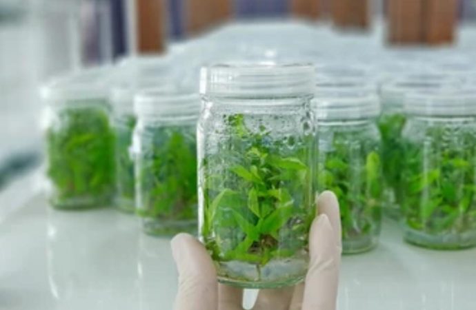 ابودرويش تكتب – زراعة الانسجة النباتية،تقنية مبتكرة لتعزيز انتاج النباتات