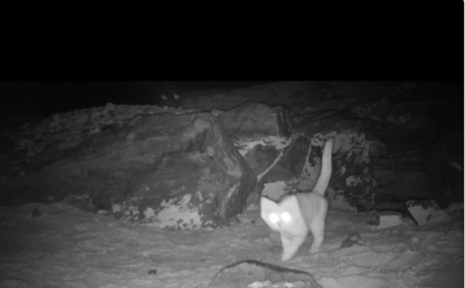 الملكية لحماية الطبيعة تسجل أنواعًا نادرة من الحيوانات في محمية الضاحك