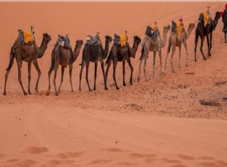 سفن الصحراء فعالية توعوية في وادي رم “٢٠٢٤ السنة الدولية للإبل “