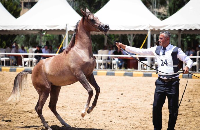 انطلاق بطولات الأردن الوطنية للخيول العربية الأصيلة 2024