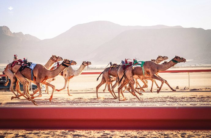 تواصل منافسات مهرجان الأردن الرابع لسباقات الهجن والشعر النبطي