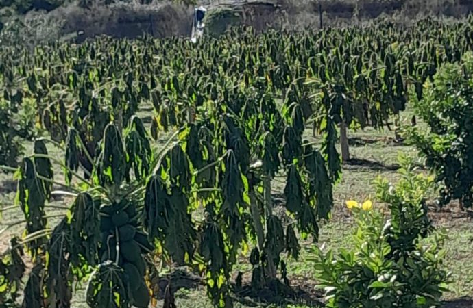 موجة صقيع تضرب مناطق زراعية في الاغوار الشمالية