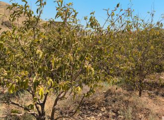 مزارعو الهيدان يناشدون الجهات المعنية لإنقاذ ما تبقى من محاصيلهم