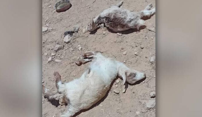 الكلاب الضاله تقتل عدد من الاغنام في البتراء