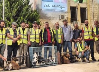 محافظ البلقاء يطلق حملة غير مسبوقة لجمع الكلاب الضالة في السلط