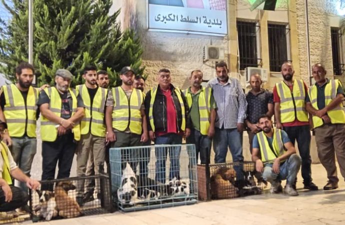 محافظ البلقاء يطلق حملة غير مسبوقة لجمع الكلاب الضالة في السلط