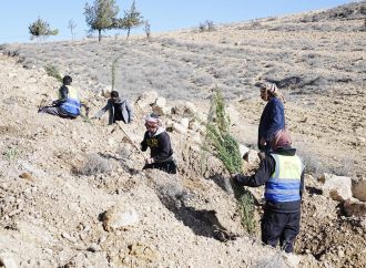 بدء تنفيذ مشروع “الحزام الأخضر وتجميل جوانب الطرق” في منطقة الهيشة