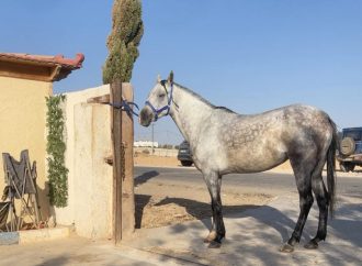 المحامي حمزه الحربي يفقد فرس له ويناشد من يعرف عنها الأتصال به