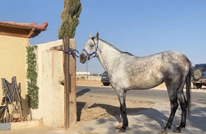 المحامي حمزه الحربي يفقد فرس له ويناشد من يعرف عنها الأتصال به