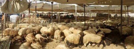 بلدية السلط الكبرى تحدد مواقع بيع الأضاحي