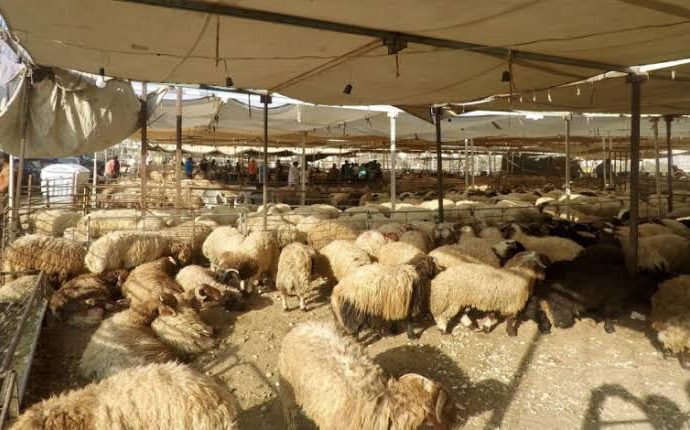 بلدية السلط الكبرى تحدد مواقع بيع الأضاحي